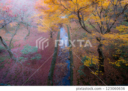 京都府京都市東山區東福寺的紅葉 123060636
