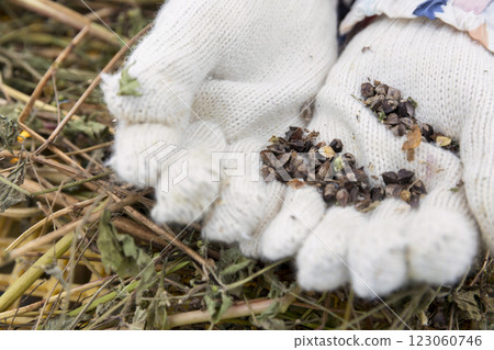 Child picking buckwheat seeds in a buckwheat field 123060746