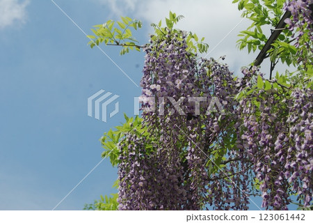Blue sky and wisteria flower Blue sky and wisteria flower 123061442