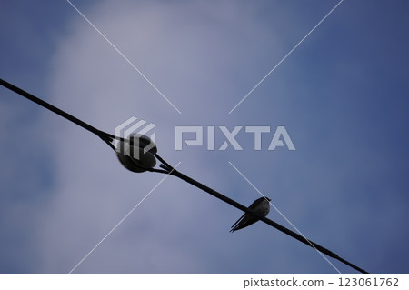 Wires and swallows 123061762