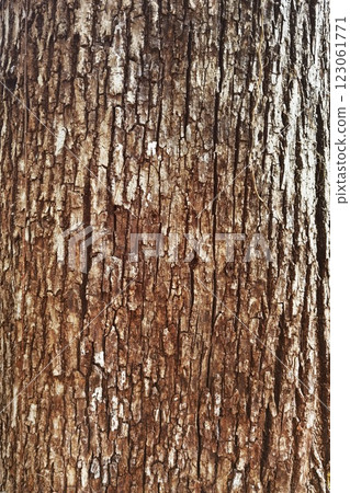 close up of tree bark texture  123061771