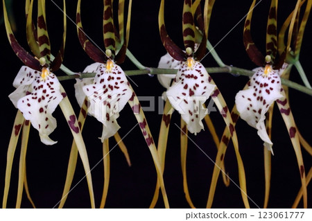 Western Lambrassia close-up Western Lambrassia close-up 123061777