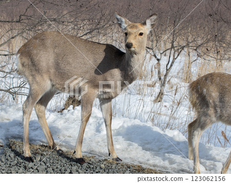 Ezo deer waiting for spring in Kushiro Marsh 123062156