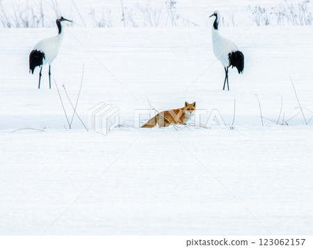 Cranes and foxes whiter than snow in the snowy fields of Tsurui Cranes and foxes whiter than snow in the snowy fields of Tsurui 123062157