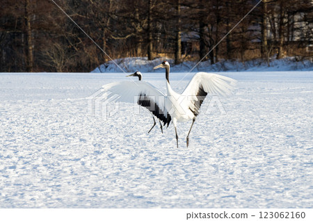 Shall we start dancing? 123062160