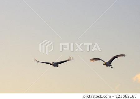 A beautiful red-crowned crane flying towards the setting sun A beautiful red-crowned crane flying towards the setting sun 123062163