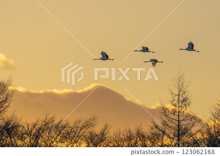 A beautiful red-crowned crane flying towards the setting sun at Kikuchi Farm 123062168