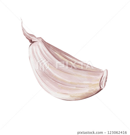 A clove of garlic. watercolor illustration isolated from background. vegetable and spice. dry piece of garlic. Detail for menus, fabric, textiles, cards, advertising and other printed products.  123062416