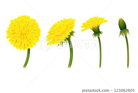 Stages closing flower dandelion, isolated Stages closing flower dandelion, isolated 123062605