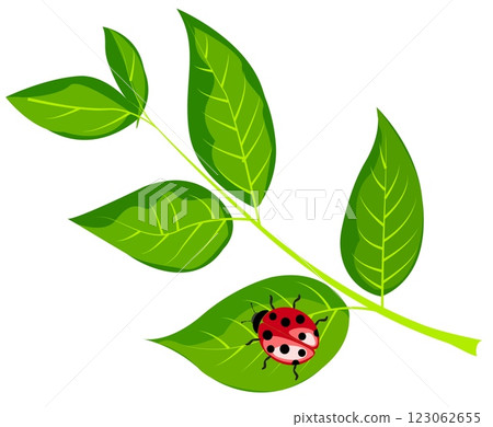 Colorful ladybug resting on a vibrant green leaf in a sunny garden setting Colorful ladybug resting on a vibrant green leaf in a sunny garden setting 123062655