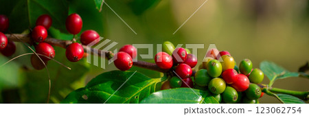 Close up harvest red ripe coffee seed robusta arabica berry harvesting coffee farm. Harvest coffee bean ripe Red berries plant fresh seed coffee tree growth in green eco organic farm green background 123062754