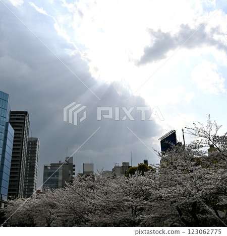 Sunshine shining through the clouds and cherry blossom trees 123062775