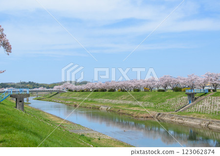 Cherry blossoms in full bloom at Tsutsumi Corridor Cherry blossoms in full bloom at Tsutsumi Corridor 123062874