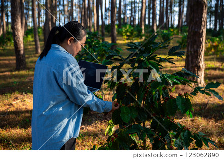 Harvest coffee bean ripe Red berries typing laptop computer check quality control plant coffee tree. Smart farmer using laptop in green coffee farm sustainable quality control agriculture technology 123062890