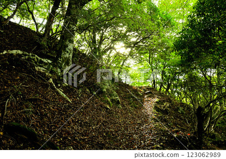 禦坂山的鍵掛：夏日的朝陽照耀著山路 123062989