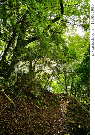 禦坂山的鍵掛：夏日的朝陽照耀著山路 123062990