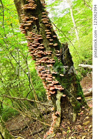 Tsukiyotake mushrooms growing in clusters on trees in the Kagikake area of the Misaka Mountains 123062994
