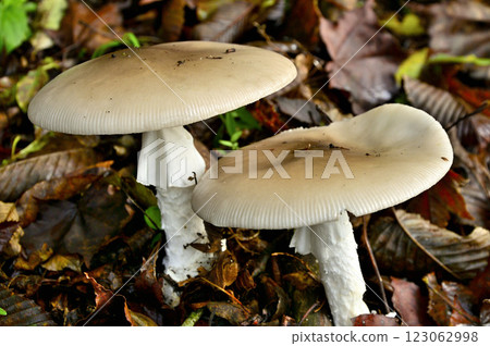 Misaka Mountains' Keyhole, Miyamatamagotake, Adult Fungus 123062998