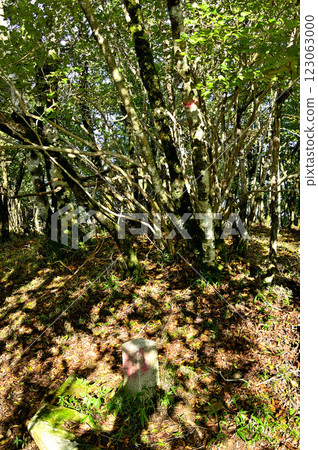 The summit of Mount Kagikake in the Misaka Mountains, the top of the forest 123063000