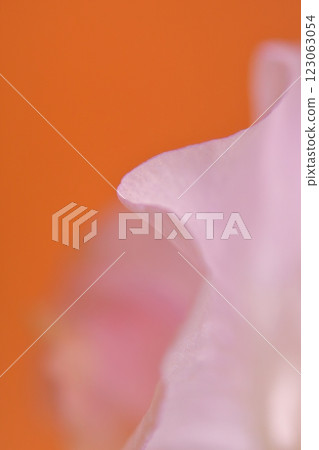 Flower Curve 123063054