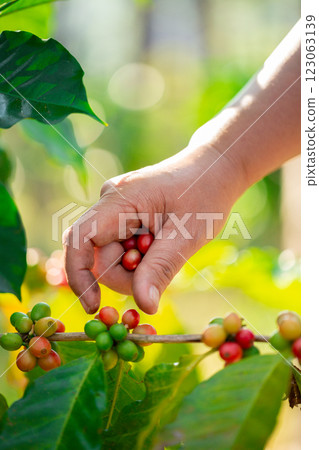 Close up hand harvest red ripe coffee seed robusta arabica berry harvesting coffee farm. Hand people harvest coffee bean ripe Red berries plant fresh seed coffee tree growth in green eco organic farm Close up hand harvest red ripe coffee seed robusta arabica berry harvesting coffee farm. Hand people harvest coffee bean ripe Red berries plant fresh seed coffee tree growth in green eco organic farm 123063139