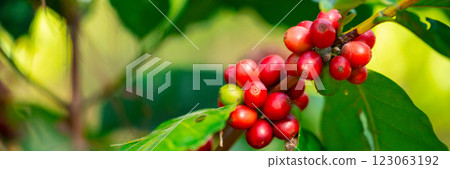 Close up harvest red ripe coffee seed robusta arabica berry harvesting coffee farm. Harvest coffee bean ripe Red berries plant fresh seed coffee tree growth in green eco organic farm green background 123063192