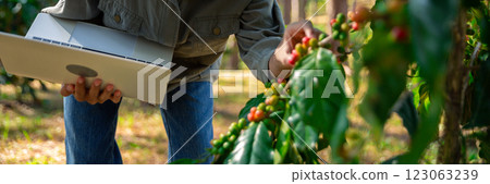 Close up hand harvest red ripe coffee seed robusta arabica berry harvesting coffee farm. Hand people harvest coffee bean ripe Red berries plant fresh seed coffee tree growth in green eco organic farm 123063239