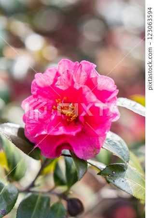 Pink tea plum flowers in the flower bed Pink tea plum flowers in the flower bed 123063594