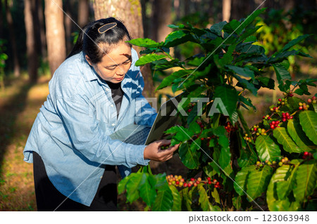 Harvest coffee bean ripe Red berries typing laptop computer check quality control plant coffee tree. Smart farmer using laptop in green coffee farm sustainable quality control agriculture technology 123063948