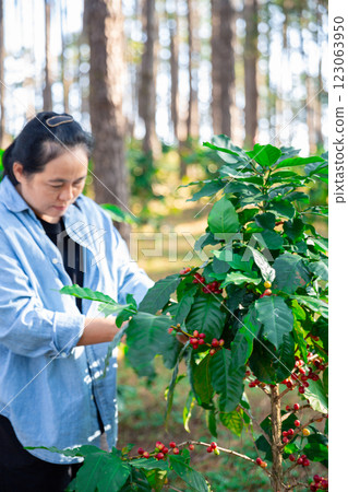 Harvest coffee bean ripe Red berries typing laptop computer check quality control plant coffee tree. Smart farmer using laptop in green coffee farm sustainable quality control agriculture technology Harvest coffee bean ripe Red berries typing laptop computer check quality control plant coffee tree. Smart farmer using laptop in green coffee farm sustainable quality control agriculture technology 123063950