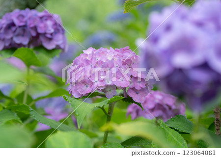 Hydrangea wet in the rain 123064081
