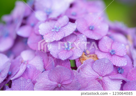 Hydrangea wet in the rain 123064085