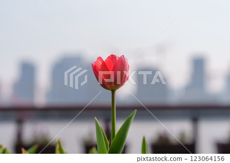 Pink tulips on city background Pink tulips on city background 123064156