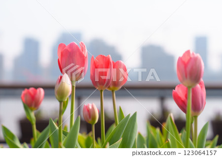 Pink tulips on city background Pink tulips on city background 123064157