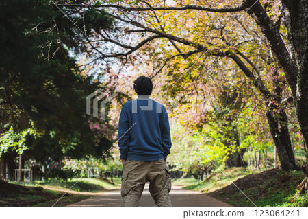 solo traveler in nature concept with asian man camping and sightseeing with pink cherry blossom tree in springtime season 123064241