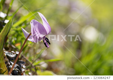 盛開的花朵 123064247