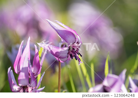 盛開的花朵 盛開的花朵 123064248