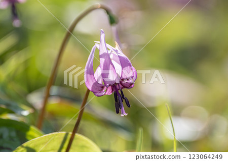 Flower in full bloom Flower in full bloom 123064249