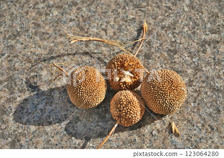 Round fruit of the plane tree (winter, February) Round fruit of the plane tree (winter, February) 123064280