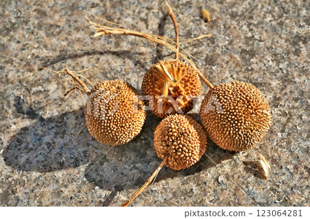 Round fruit of the plane tree (winter, February) 123064281