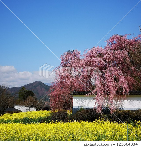Cherry Blossoms Jionji Temple Itozakura Cherry Blossoms Jionji Temple Itozakura 123064334