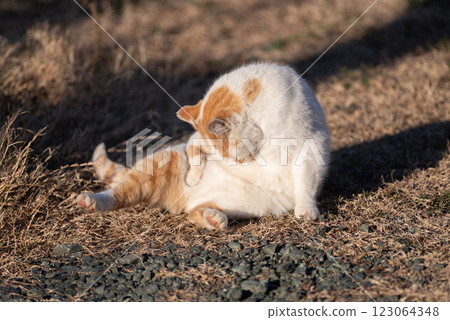 Grooming cat, brown-white cat Grooming cat, brown-white cat 123064348