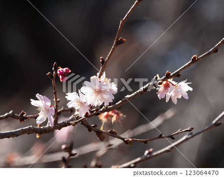 冬日陽光下盛開的櫻花 冬日陽光下盛開的櫻花 123064470