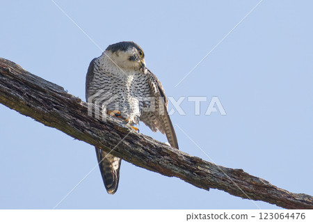 A peregrine falcon preening its feathers while perched on a branch A peregrine falcon preening its feathers while perched on a branch 123064476
