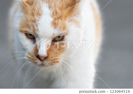 cat貓棕白貓 cat貓棕白貓 123064519