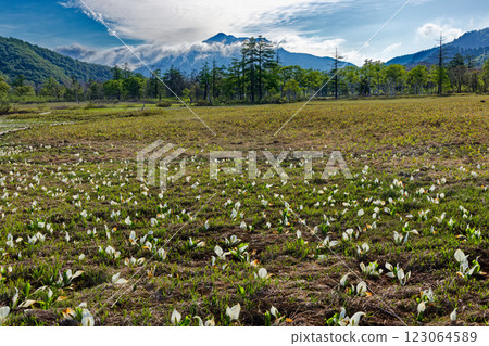 尾瀨之原山花和笠岳的亞洲臭菘群落景觀 123064589