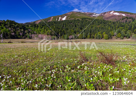 Ozegahara with its blooming skunk cabbage and Mt. Shibutsu with remaining snow seen from Yamanohana 123064604