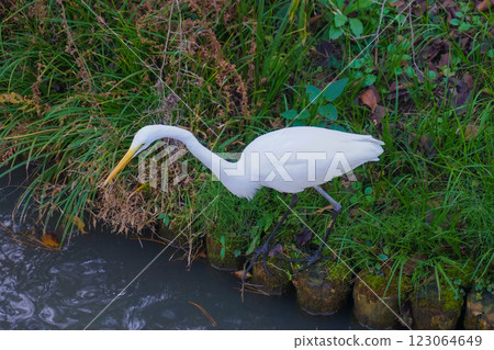 尋找白鷺 123064649