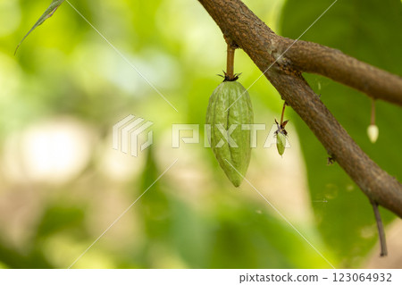 cocoa tree with fruits. Yellow and green Cocoa pods grow on the tree 123064932