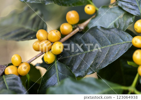 Coffee beans ripening, fresh coffee,red berry branch 123064938